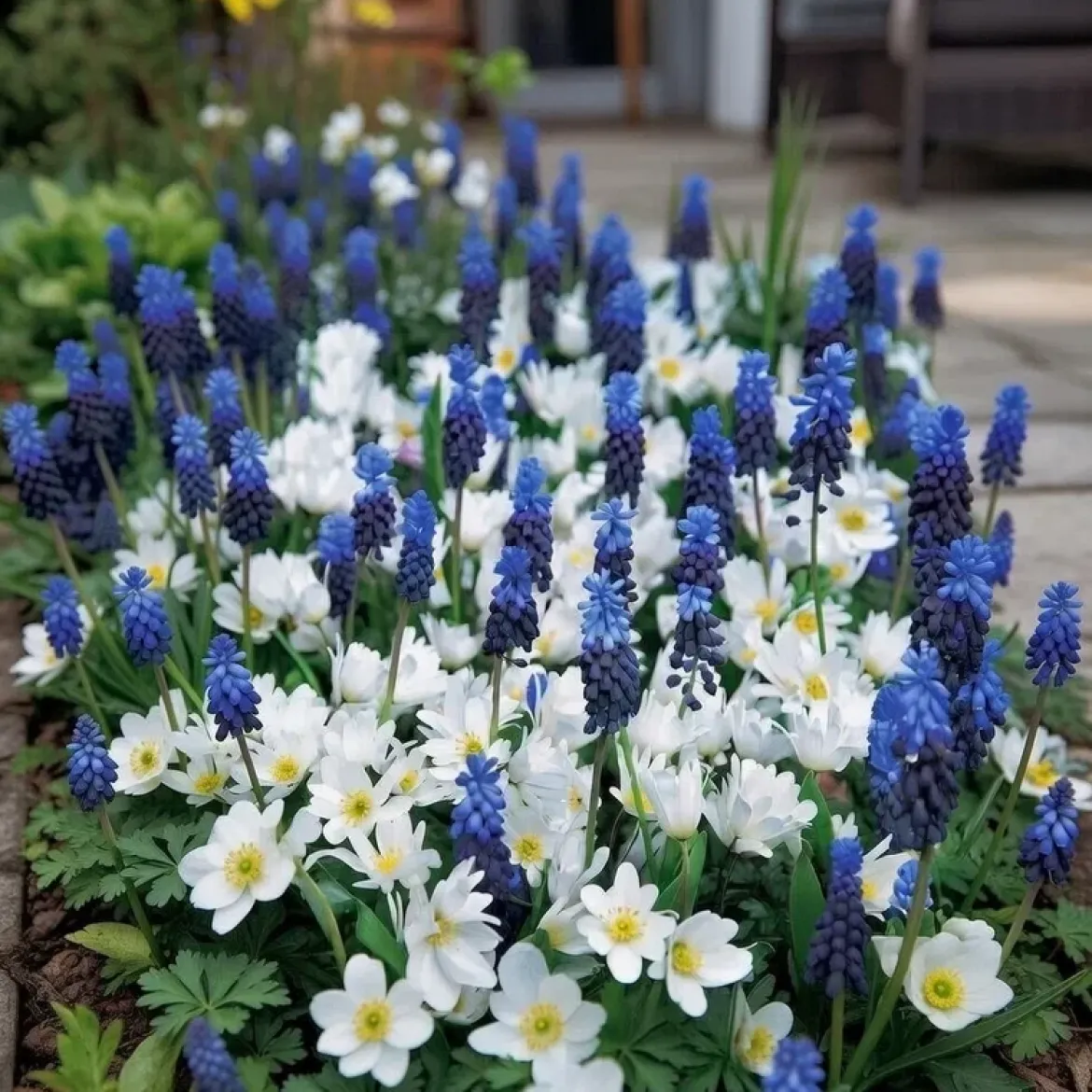 Perlehyacint & Anemone 'Blue Ocean'