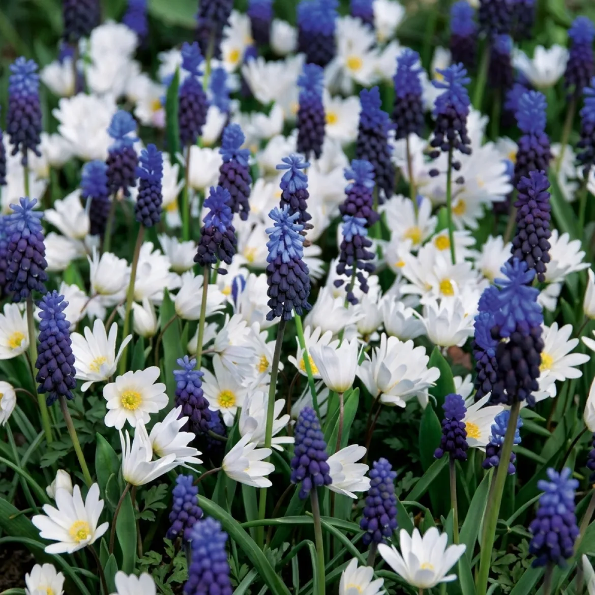 Perlehyacint & Anemone 'Blue Ocean'