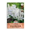 Porcelænshyacint, Puschkinia scilloides - 15 løg