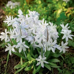 Porcelænshyacint, Puschkinia scilloides - 15 løg