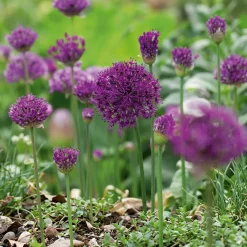 Prydløg 'Purple Sensation'