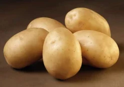 Solist øko læggekartofler - 1,5 kg. (meget tidlig)