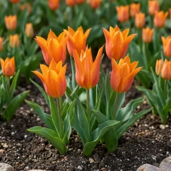 Tulipan 'Ballerina'