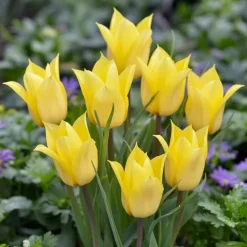 Tulipan 'Bright Gem'