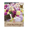 Tulipanløg, Prince mix - 12 løg