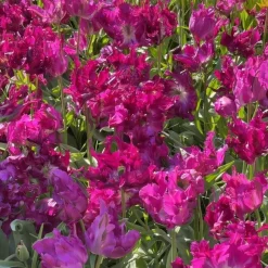 Tulipan 'Parrot Negrita'
