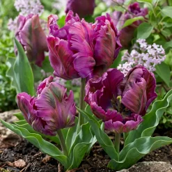 Tulipan 'Parrot Negrita'