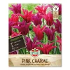 Tulipan 'Pink Charme'