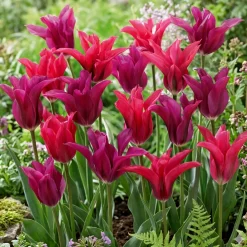 Tulipan 'Pink Charme'